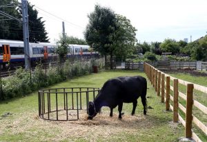 Farm cow in field passing train