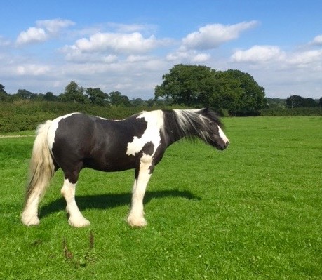 Farm horse in pasture 2015