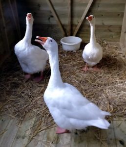 Geese in their new home