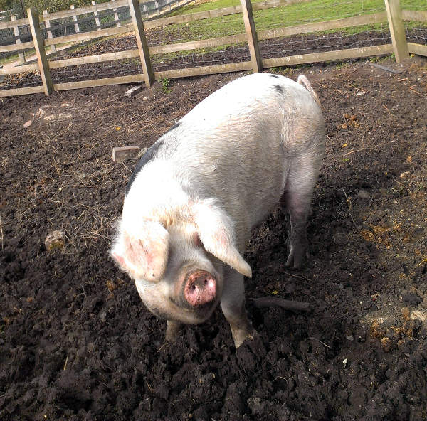 Farm pig Margery