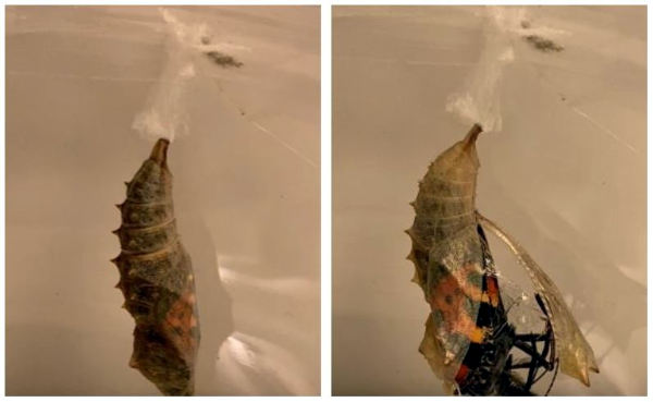 Butterflies emerging from their cocoon at the farm