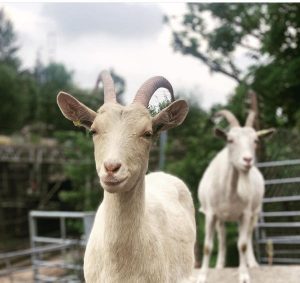 Two goats at Kentish Town City Farm