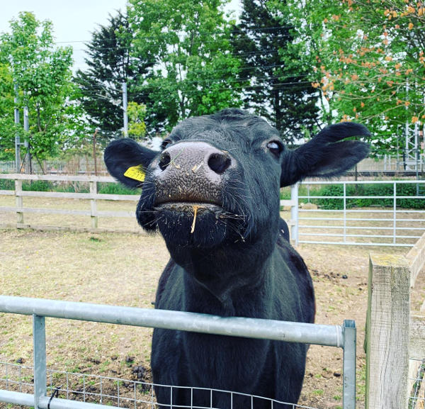 Farm cow Shirley