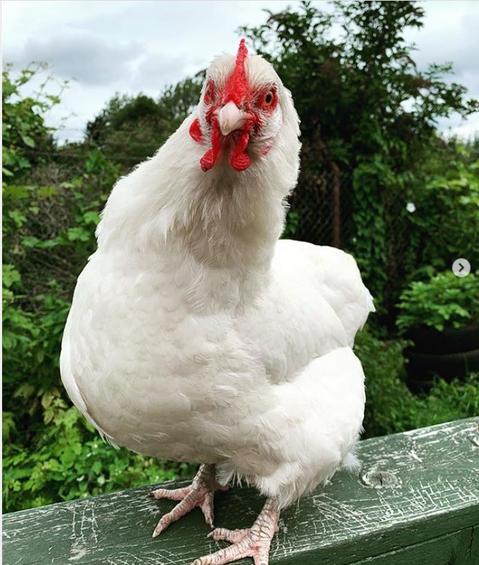 Farm chicken named Margaret