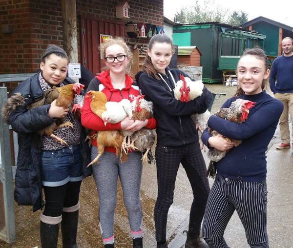 Inner city teenagers in our Young Farmers Project with chickens