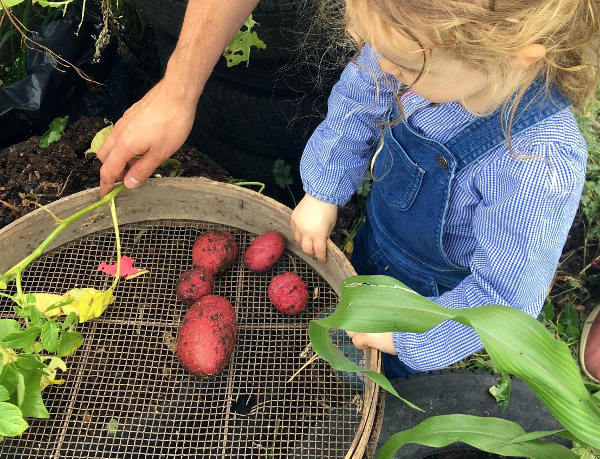 Child sieving earth from Farm grown potatoes 