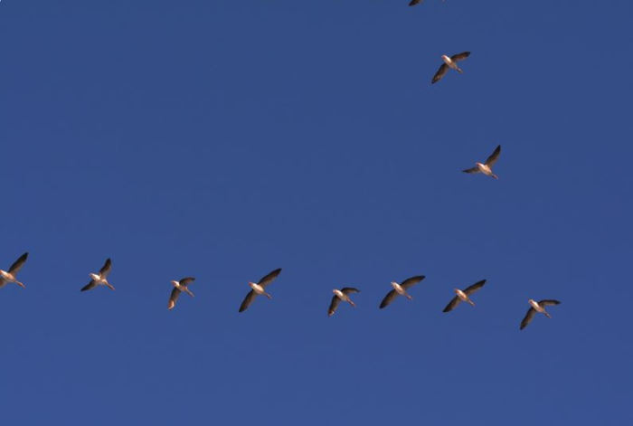 Geese flying in V formation