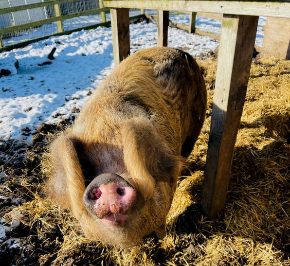 Oxford sandy & black pig, Betty, in winter sunshine