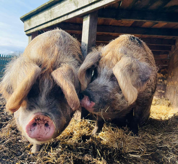 Pigs Wilma & Betty in the sunshine