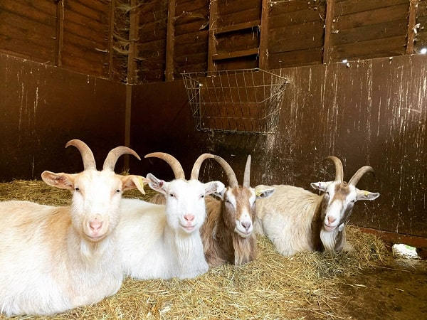 4 goats sitting in a row on straw in the barn