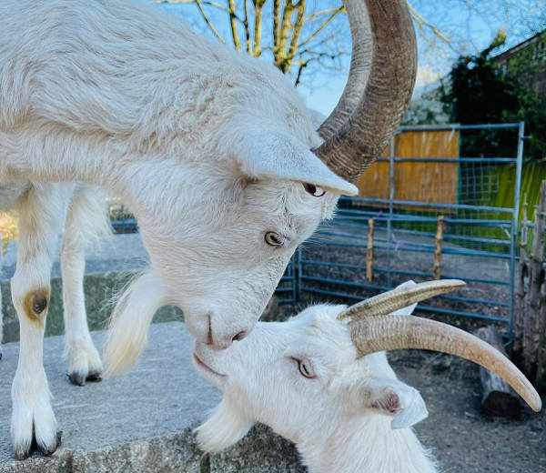 Two Farm goats together