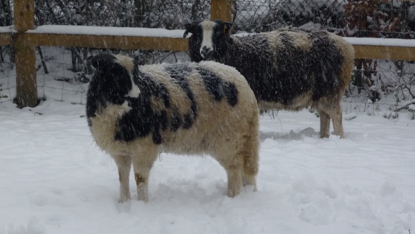 2 sheep in a snow storm