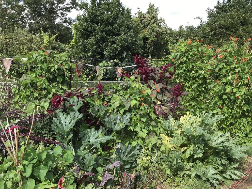 Garden at Kentish Town City Farm