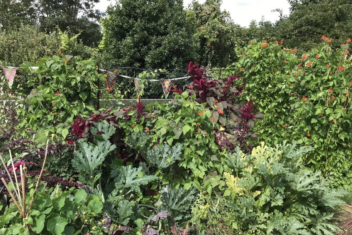 News Kentish Town City Farm